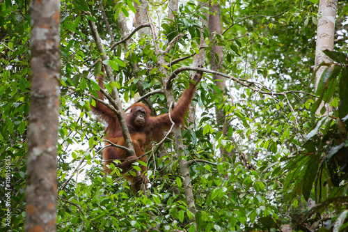 Female orangutan with a baby hanging on a tree in Semenggoh Nature Reserve, Sarawak, Borneo, Malaysia