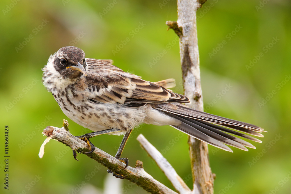 Fototapeta premium Galapagos Mockingbird on Genovesa Island, Galapagos National Par