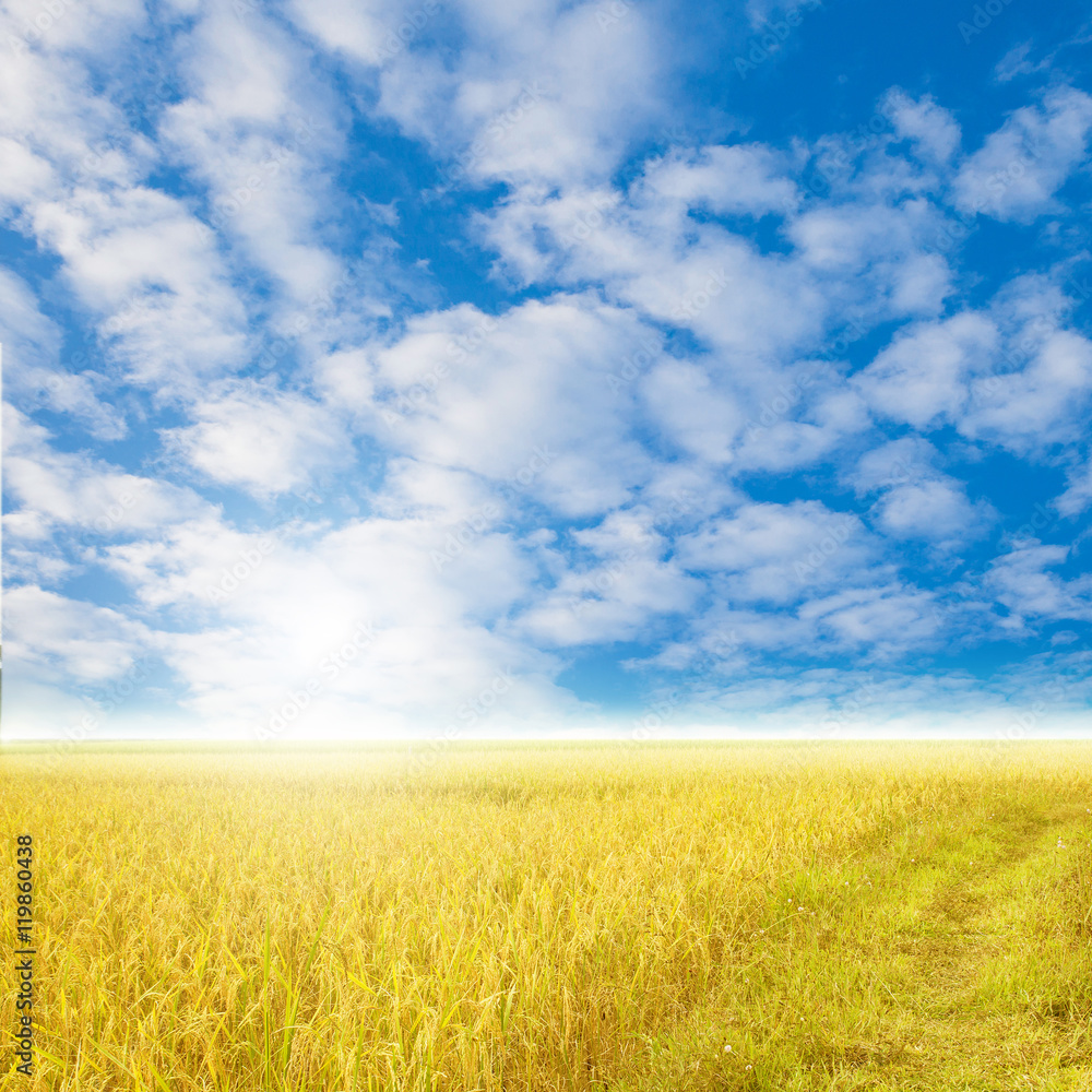 Blue sky and a rice filed