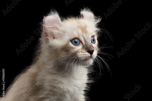 Closeup Portrait of Cute American Curl White Kitten with Twisted Ears and Blue eyes Looking Curious Isolated Black Background, Profile view