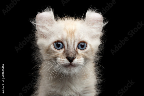 Closeup Portrait of Cute American Curl White Kitten with Twisted Ears and Blue eyes Looking Curious Isolated Black Background, Front view