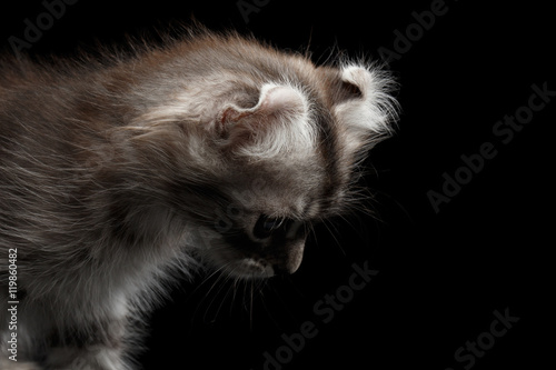 Closeup American Curl Kitten with Twisted Ears and Blue eyes Looking Down Isolated Black Background, Profile view