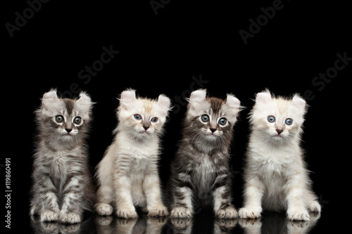 Tableau sur toile Four Cute American Curl Kittens with Twisted Ears, Blue eyes, Sitting and Lookin
