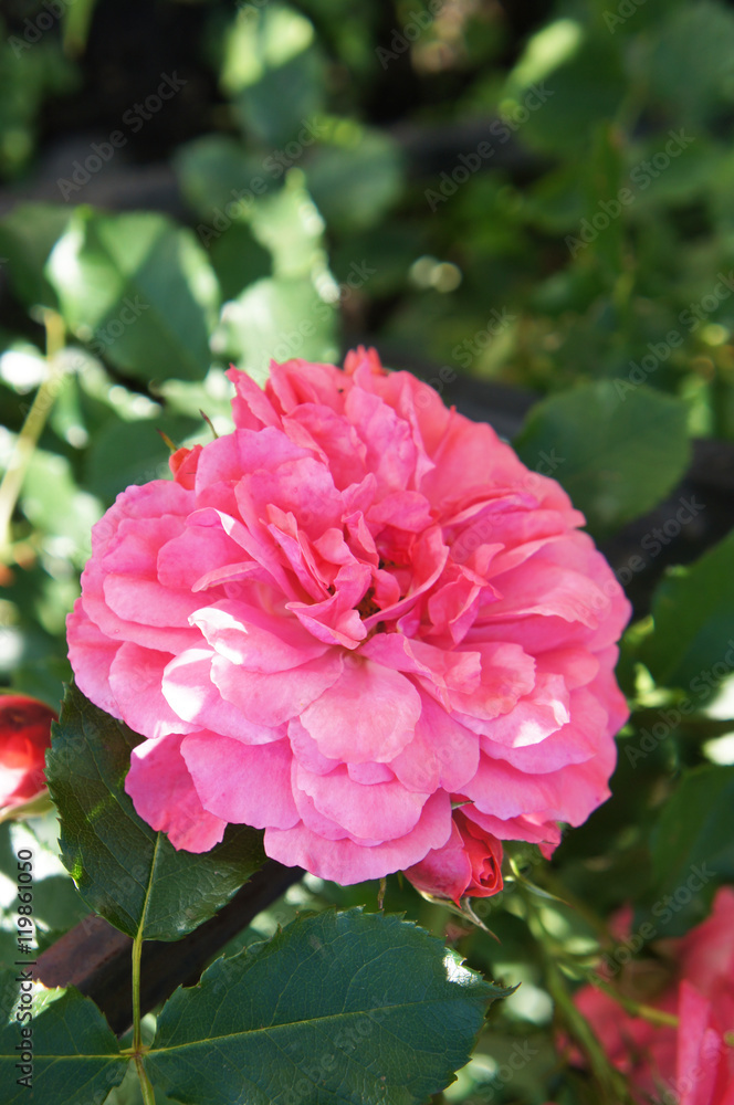 Fototapeta premium Pink rose flower head