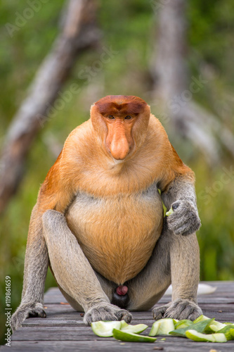 Canvas Print Proboscis Monkey (Nasalis larvatus) endemic of Borneo