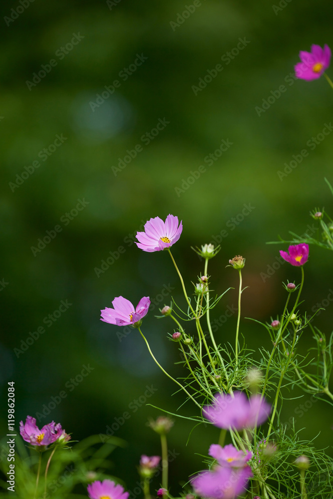 Fototapeta premium コスモス