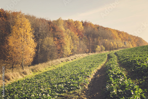 Fototapeta Naklejka Na Ścianę i Meble -  autumn