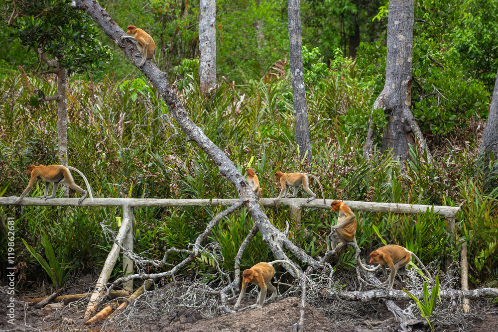 Group of Proboscis Monkeys (Nasalis larvatus) endemic of Borneo in the forest Group of Proboscis Monkeys (Nasalis larvatus) endemic of Borneo in the forest