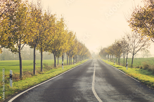 Wallpaper Mural alley in autumn coat, colorful, yellow leaves on the trees Torontodigital.ca