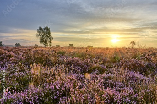 Scenic image of sunrise over blooming pink moorland © Pieter Beens