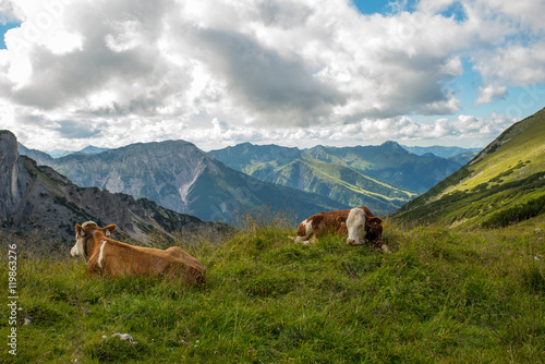 Happy cows in the Alps / Happy and healthy cows in the Austrian mountains