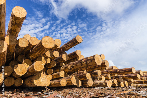Canvas Print Timber. Summer, blue sky