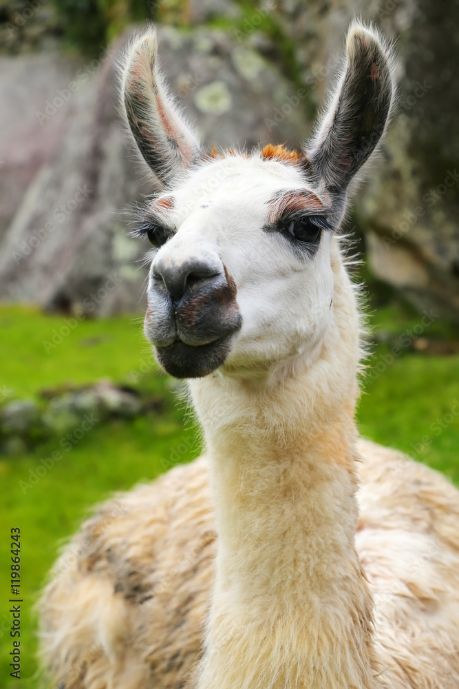 Portrait of llama standing at Machu Picchu, Peru