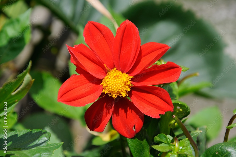 Red Dahlia in full bloom, UK. Red Dahlia in full bloom, UK.