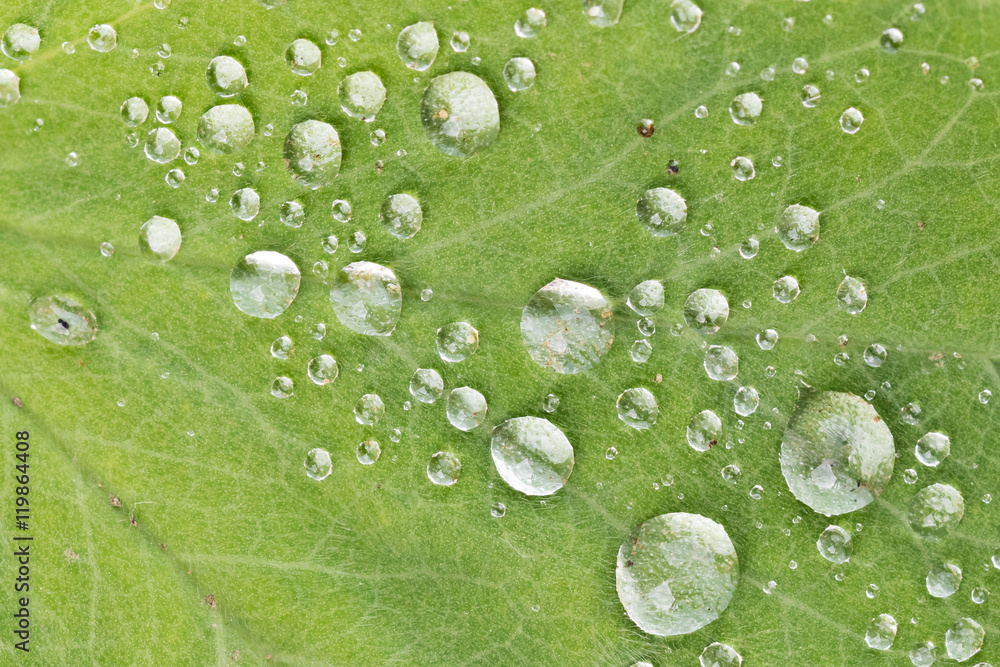 Green leaf with water droplet