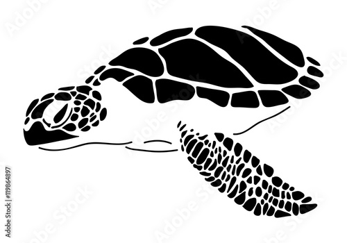 sea turtle, vector