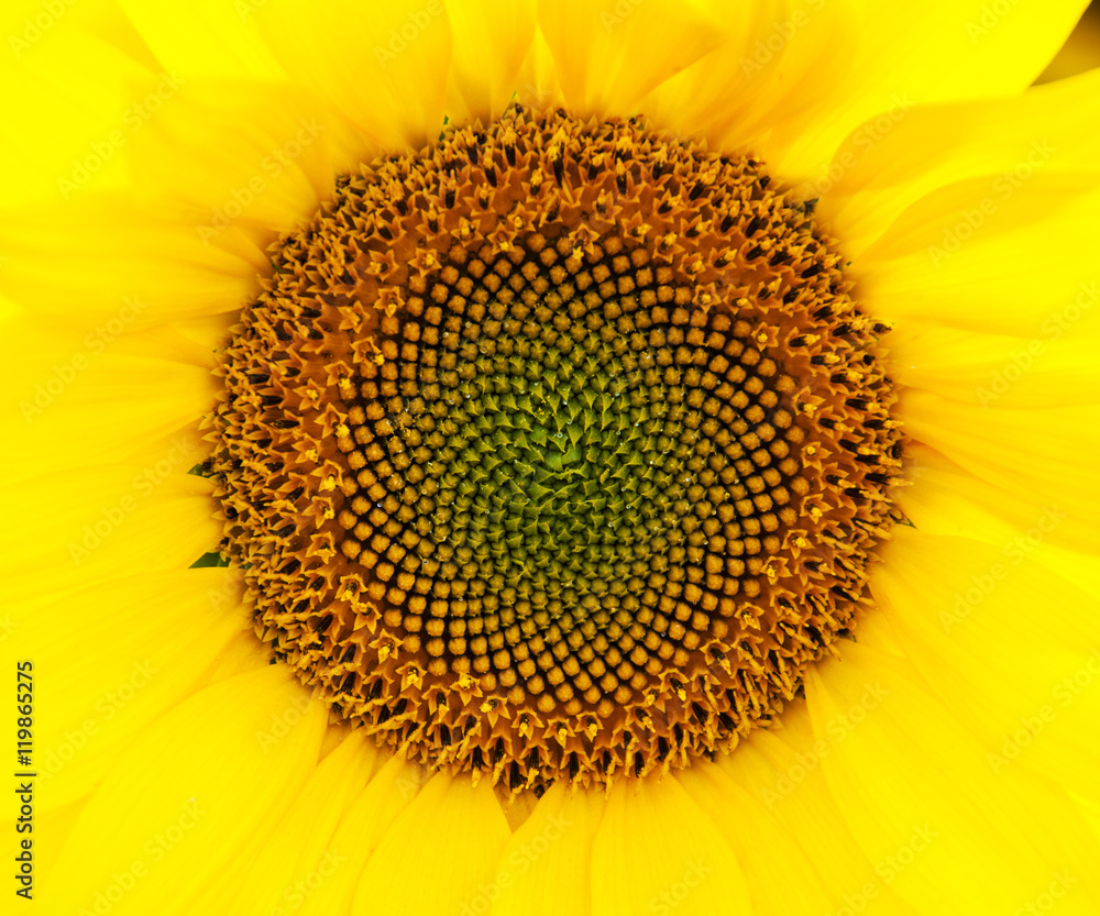 Yellow sunflower - close up Yellow sunflower - close up