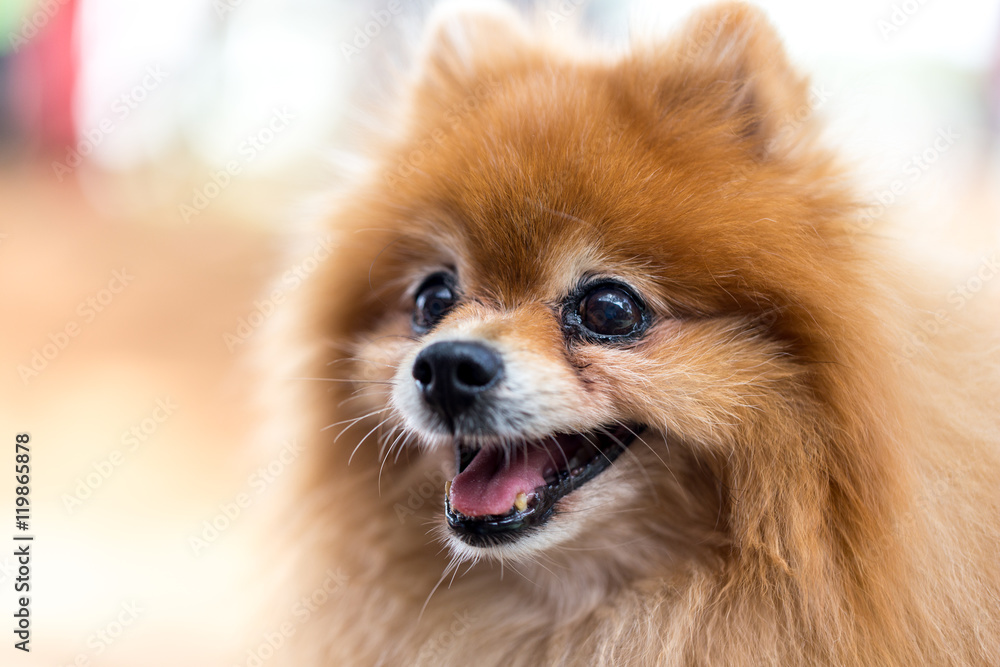 Old Pomeranian Dog Portrait, Close-up