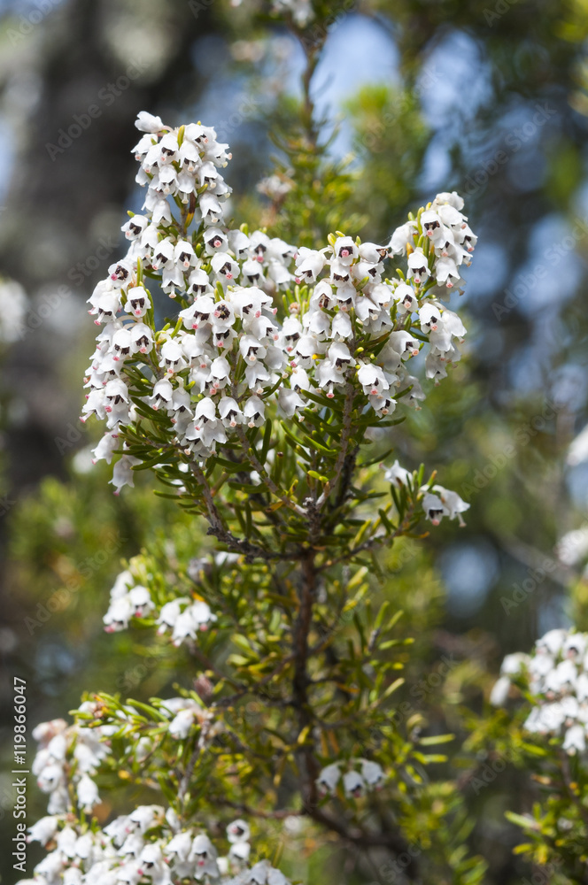 Flowers of Tree Heath, Erica arborea. Photo taken in Toledo Mountains, Ciudad Real Province, Spain Flowers of Tree Heath, Erica arborea. Photo taken in Toledo Mountains, Ciudad Real Province, Spain