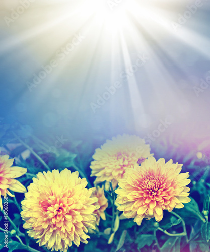 Colorful chrysanthemum flowers on a background of the autumn lan