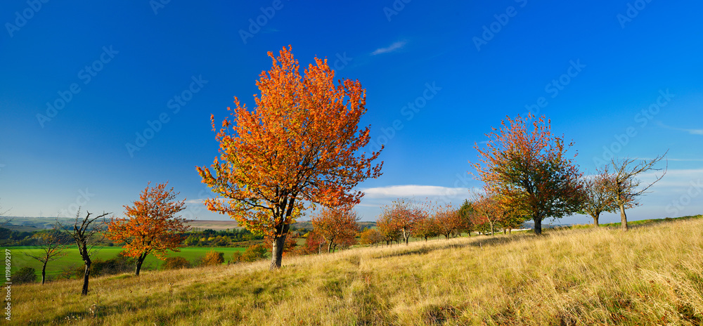 Obraz premium Autumn Landscape with Cherry Tree in Orchard, Leaves Changing Colour