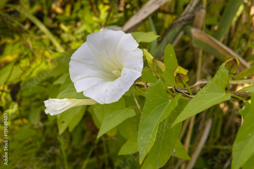 White Calystegia also called Bindweed or Morning Glory, under the summer sun photo