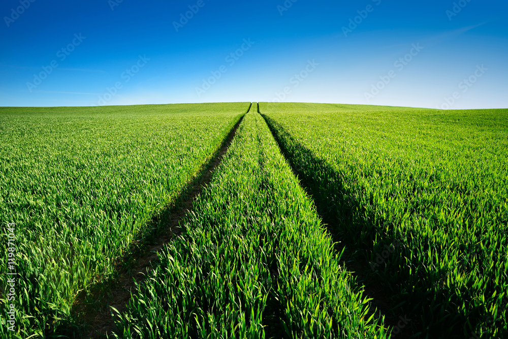 Endless Green Fields, Tractor Tracks running up Hill, Spring Landscape under Blue Sky Endless Green Fields, Tractor Tracks running up Hill, Spring Landscape under Blue Sky