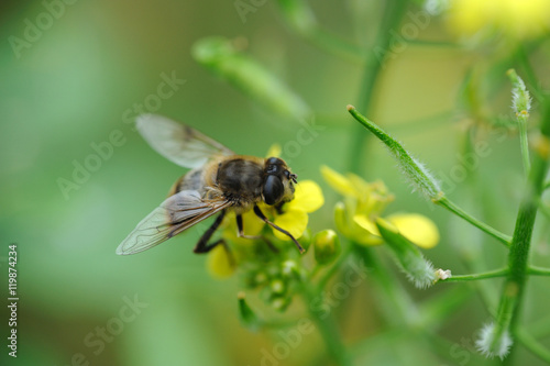 schwebfliege - hoverfly © fotomomentfoto