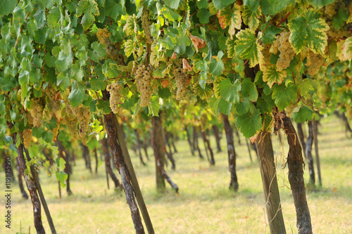 vigna ci uva trebbiano photo