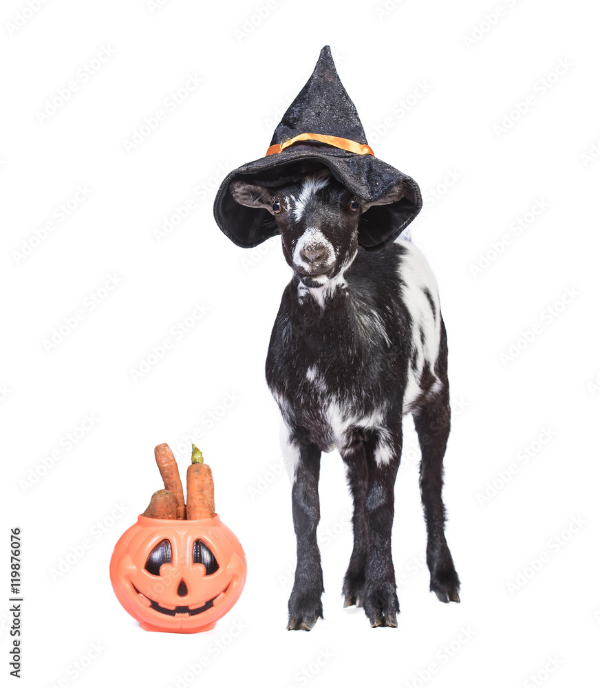 Funny dwarf goat with pumpkin and halloween hat on its head Stock Photo |  Adobe Stock