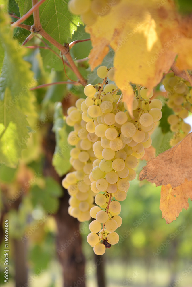 Fototapeta premium grappolo d'uva trebbiano