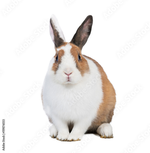 Red dwarf rabbit isolated on white
