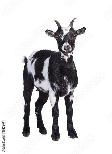 Little dwarf black and white goat isolated on white