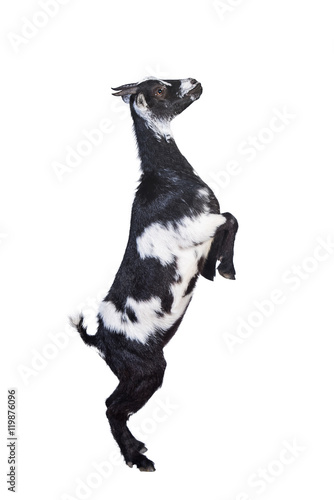 Funny goat standing on its hind legs