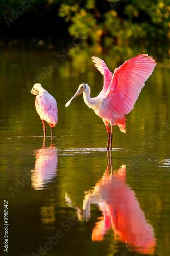 Obraz na płótnie Roseate spoonbill (Platalea ajaja)