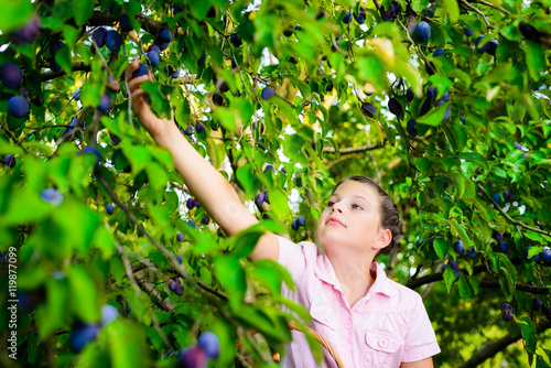Orchard  fruits - girl picking plums from a tree