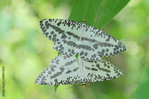 Moth Butterfly in Southeast Asia / Thailand.