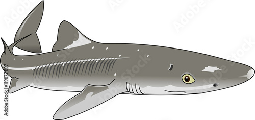 dogfish