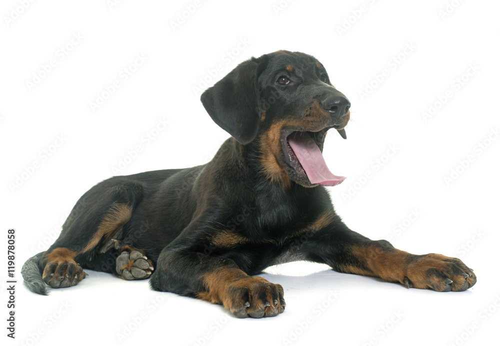 Fototapeta premium puppy beauceron in studio