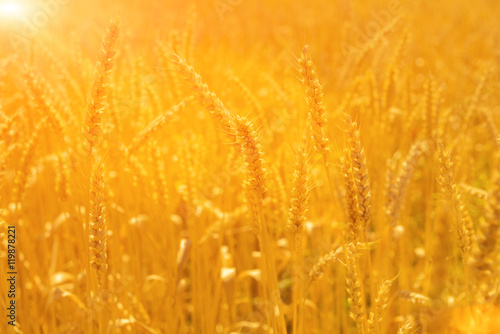 Wheat field on sun