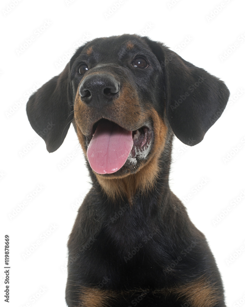 puppy beauceron in studio