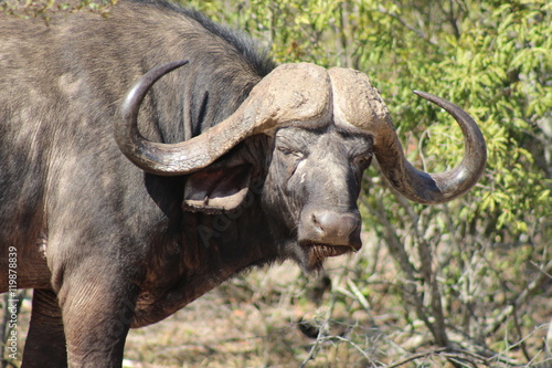 A buffalo turning his head in Kruger National Park