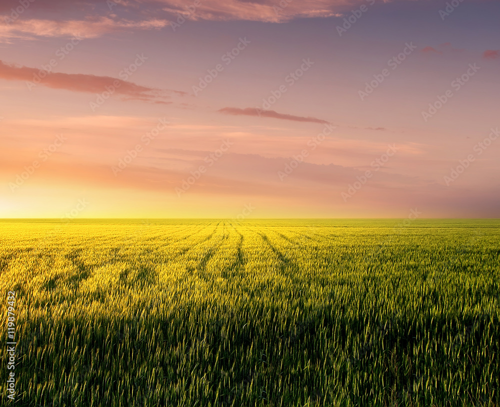 Field during sunset. Agricultural landscape in the summer time