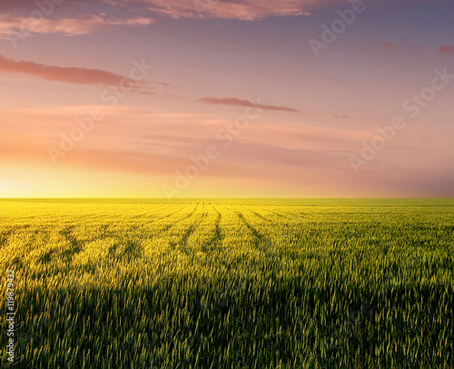 Field during sunset. Agricultural landscape in the summer time