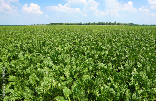 field of beets