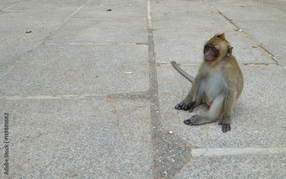 Little Baby Monkey Sitting at the Tiger Cave Temple in Krabi pro
