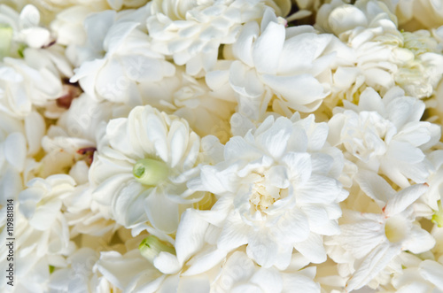 Flower background of Jasmine flowers spread on white background © suradech_k