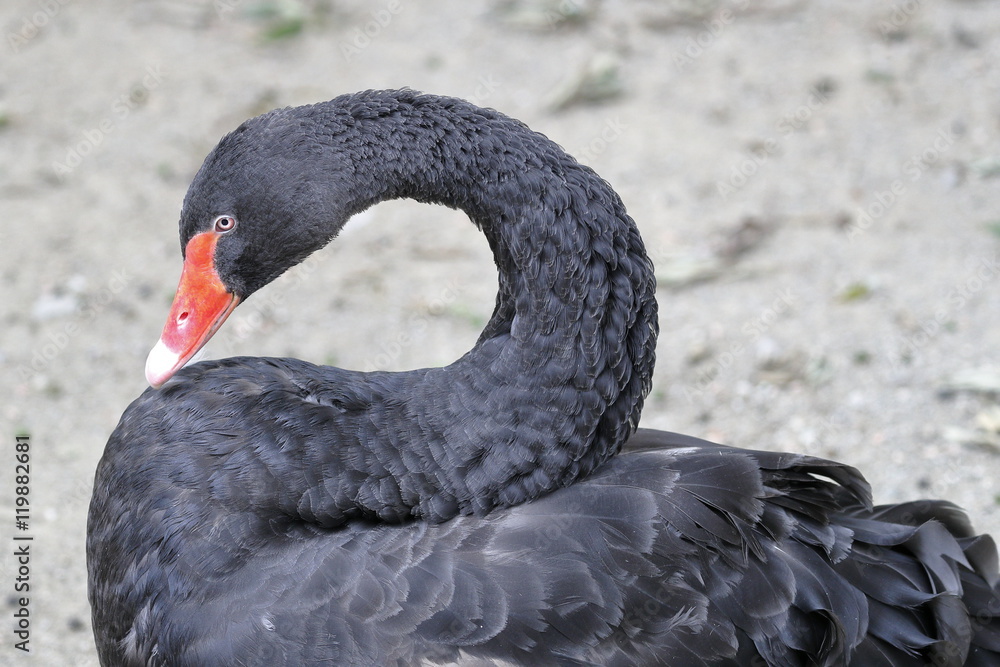 Fototapeta premium black swan