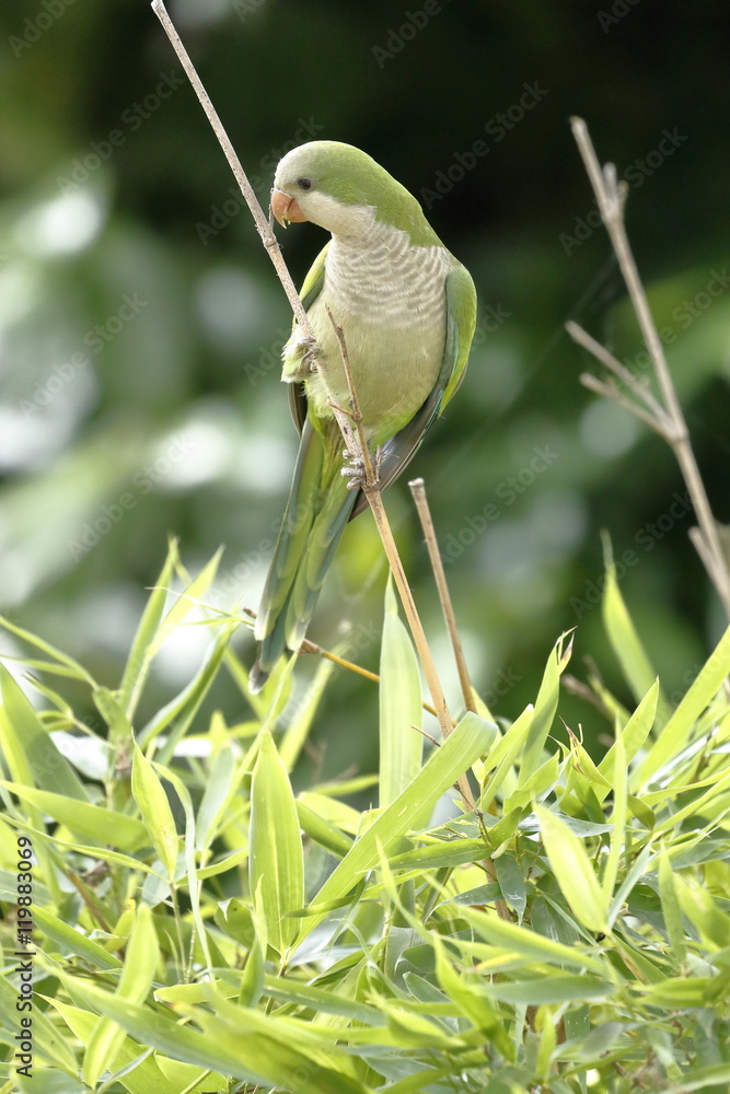 Obraz premium parakeet monaco