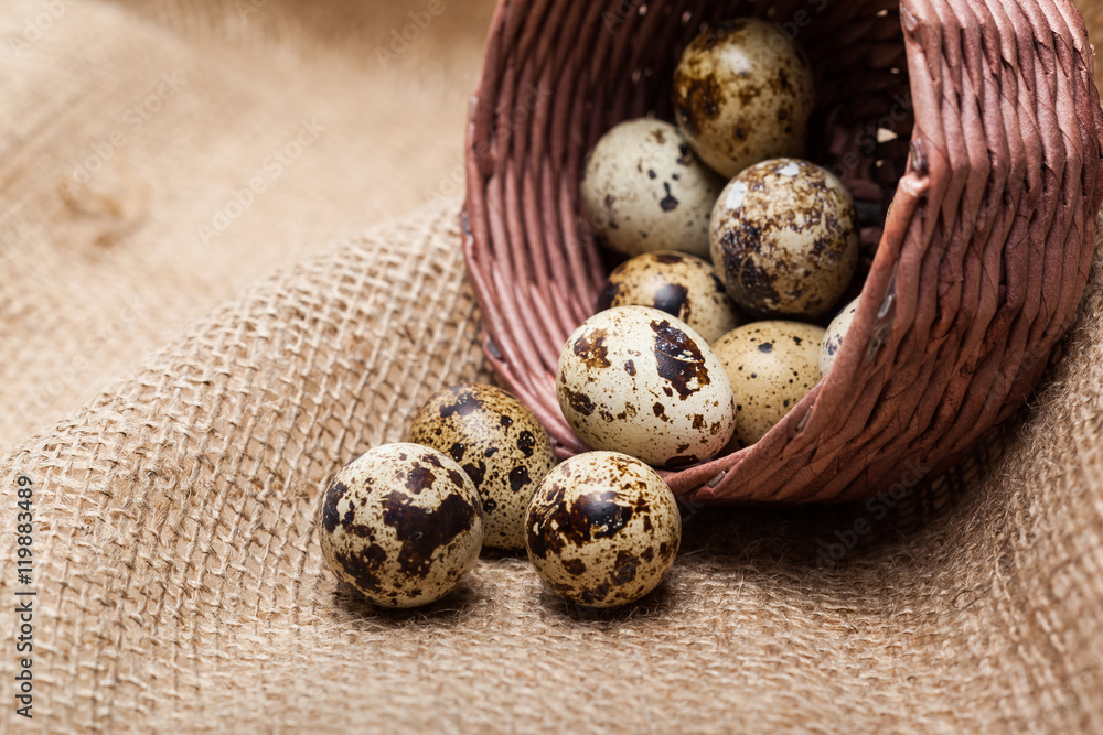 Fresh quail eggs at wooden plate closeup Fresh quail eggs at wooden plate closeup